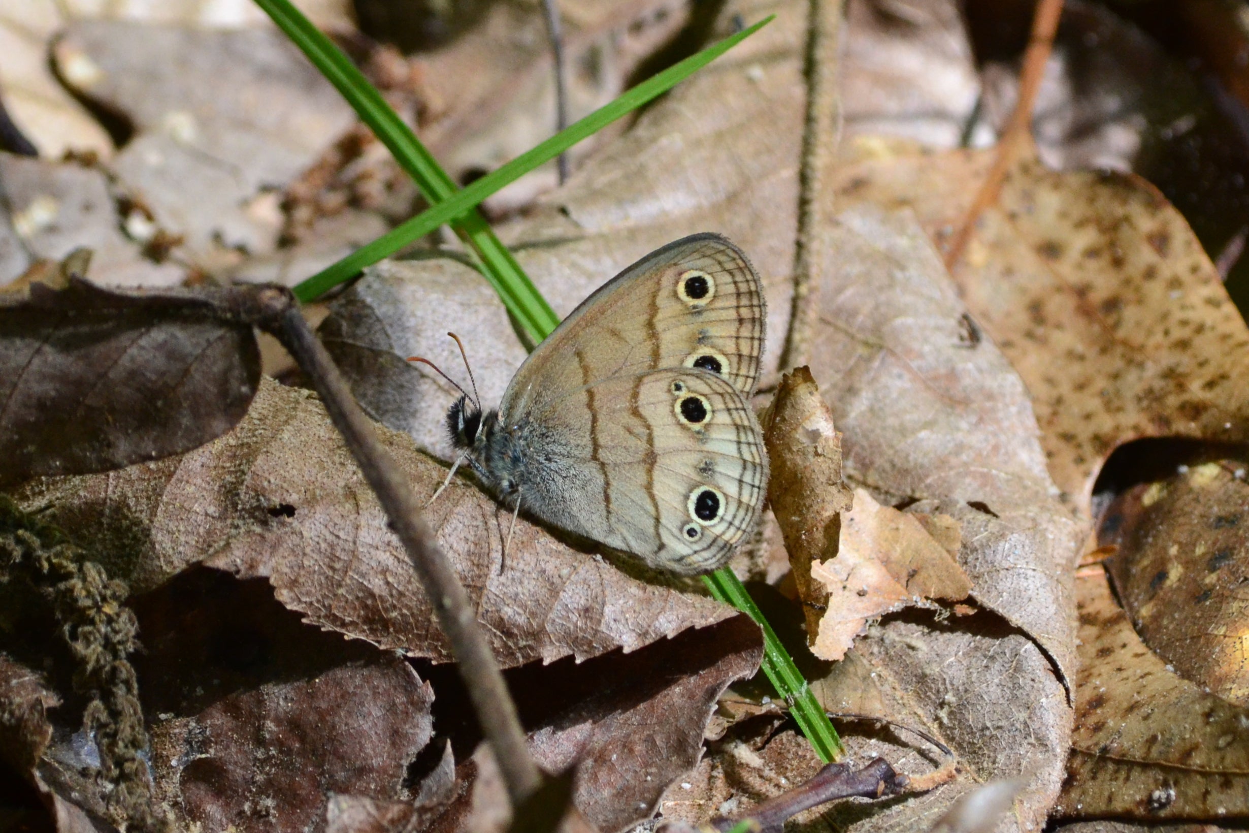 A photograph of a small brown butterfly with black and yellow circular eye spots, turned in a side-view of its wings facing the viewer and a background of brown, dead leaves. 